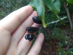 Qualea