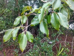 Qualea