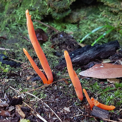 Clavaria tenuipes