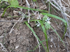 Tecophilaea violiflora
