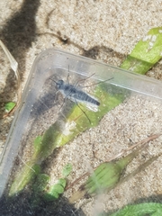 Acrosathe annulata