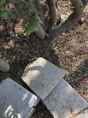 Lampropeltis californiae