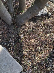 Lampropeltis californiae