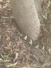 Lampropeltis californiae
