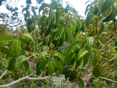 Miconia cinnamomifolia