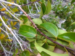 Miconia cinnamomifolia