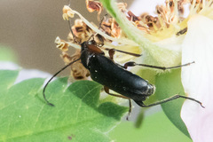 Grammoptera subargentata