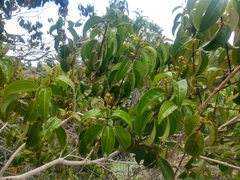Miconia cinnamomifolia