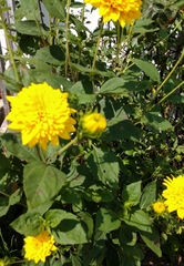 Helianthus × multiflorus