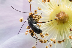 Grammoptera subargentata