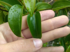Miconia cinnamomifolia