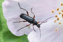 Grammoptera subargentata