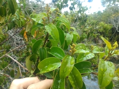 Miconia cinnamomifolia