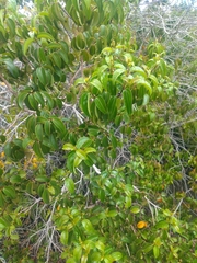 Miconia cinnamomifolia