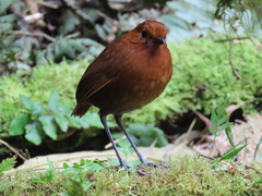 Chami Antpitta photo 3