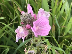 Sidalcea malviflora