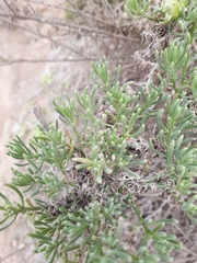 Nolana coelestis