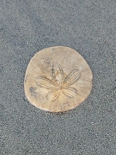 photo of Eccentric Sand Dollar (Dendraster excentricus)