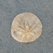 photo of Eccentric Sand Dollar (Dendraster excentricus)