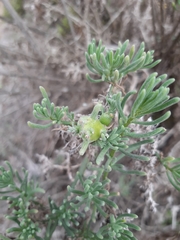 Nolana coelestis