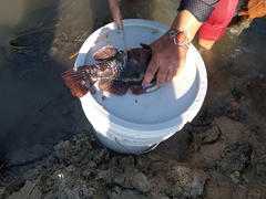 Dormitator latifrons