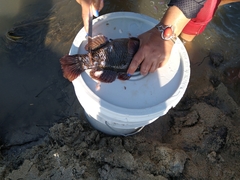 Dormitator latifrons