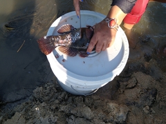 Dormitator latifrons