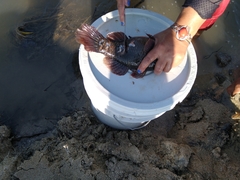 Dormitator latifrons