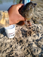 Dormitator latifrons