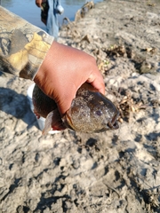 Dormitator latifrons