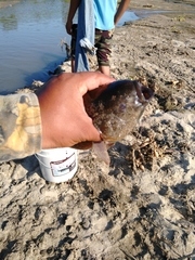 Dormitator latifrons