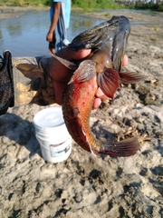 Dormitator latifrons