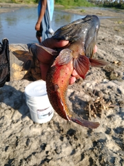 Dormitator latifrons