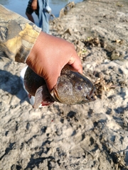 Dormitator latifrons