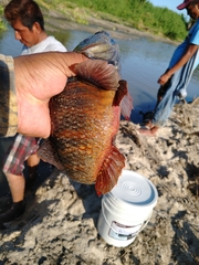 Dormitator latifrons