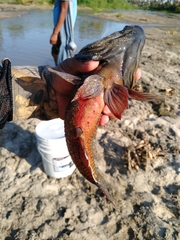 Dormitator latifrons