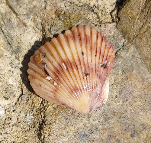 photo of Pacific Calico Scallop (Argopecten ventricosus)