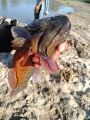 Dormitator latifrons