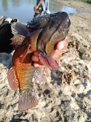 Dormitator latifrons