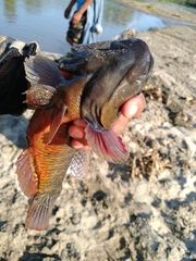 Dormitator latifrons