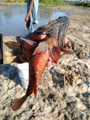 Dormitator latifrons