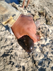 Dormitator latifrons