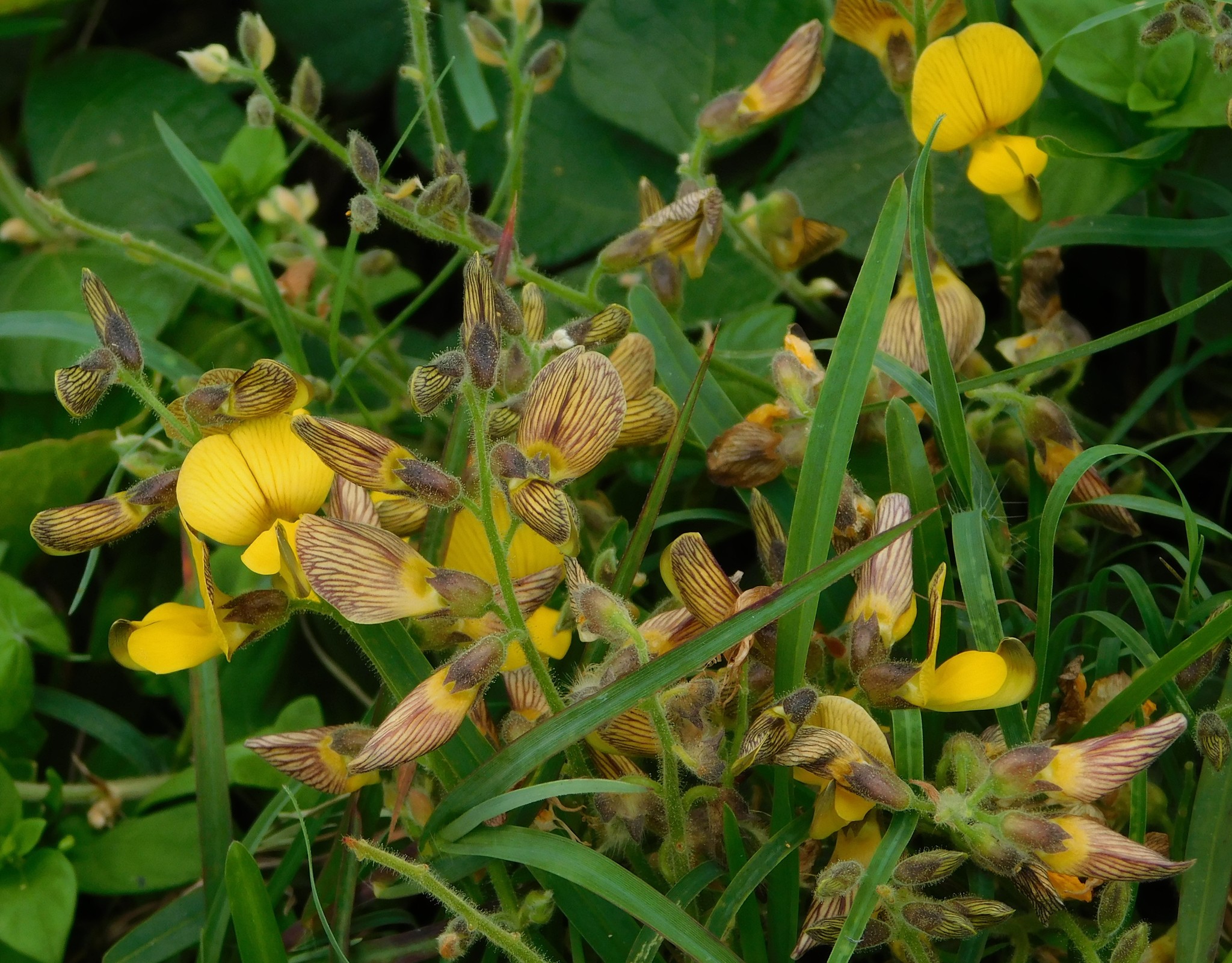 Rhynchosia caribaea
