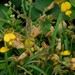 Rhynchosia caribaea - Photo 由 qgrobler 所上傳的 (c) qgrobler，保留部份權利CC BY-NC
