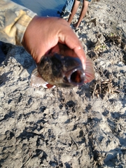 Dormitator latifrons