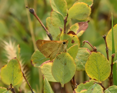 Ochlodes sylvanoides omnigena