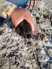 Dormitator latifrons