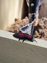 Coraliomela aeneoplagiata