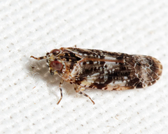 Catonia cinctifrons