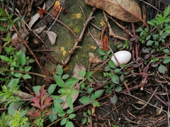 Pituophis deppei